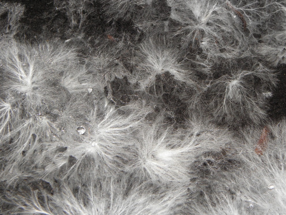 croissance-et-ramification-du-mycelium