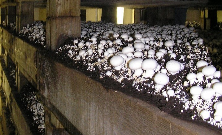Méthode de culture des champignons de Paris (2)
