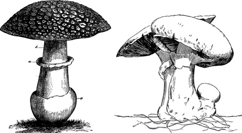 Les différentes parties des champignons (identification)