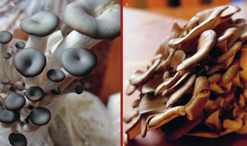 Les champignons comestibles les plus courants