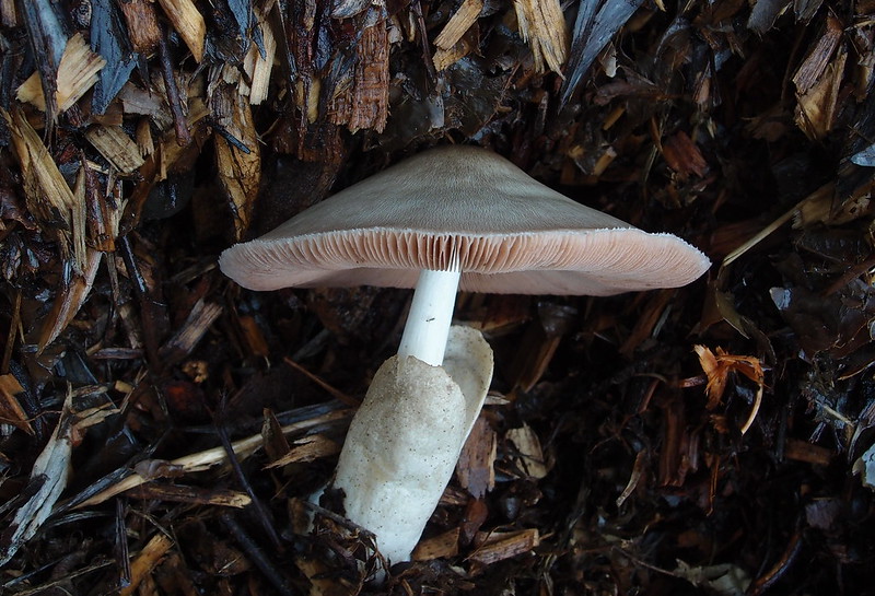 champignons-de-paille-volvariella-volvacea